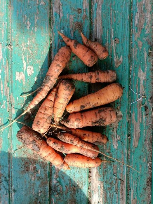 Marchewka baby niemyta z własnej dzialki