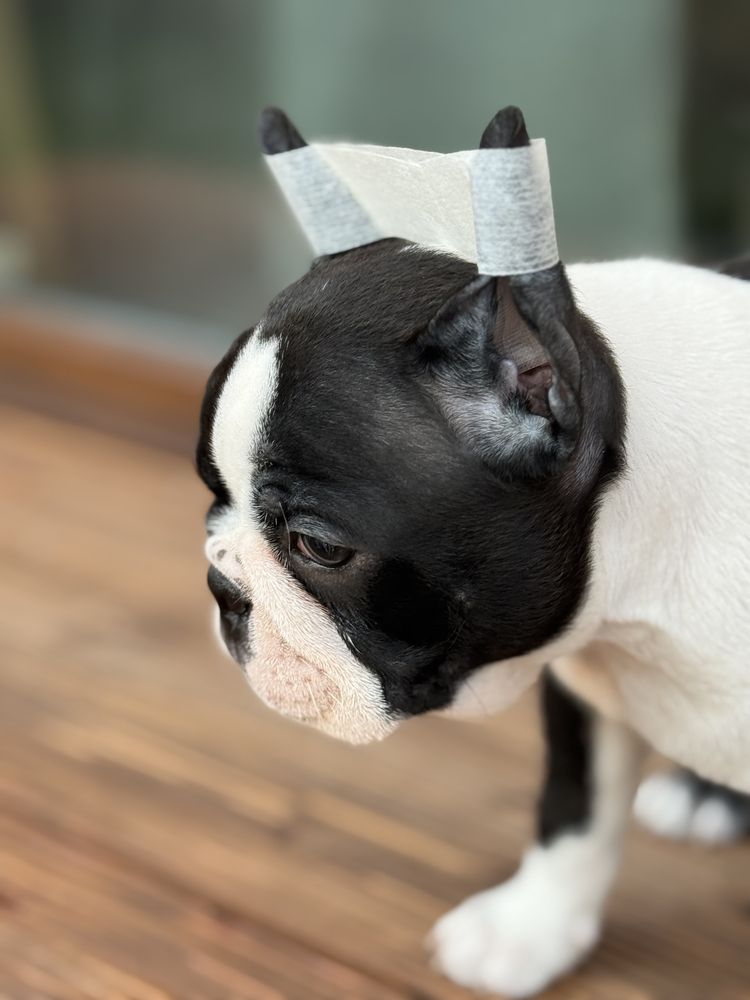Boston terrier cudny chlopiec