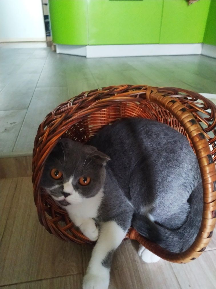 Ищем кота для вязки
