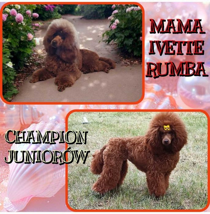 Pudel toy  piesek redbrown po Championce.