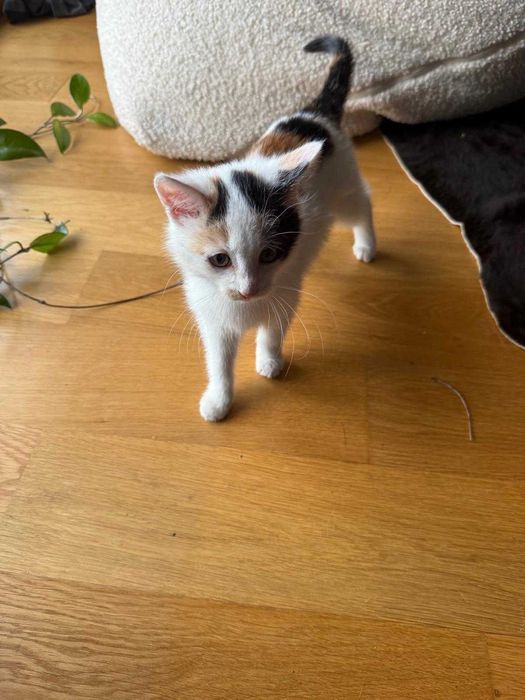 Uroczy malutki kotek szuka kochającego domu!