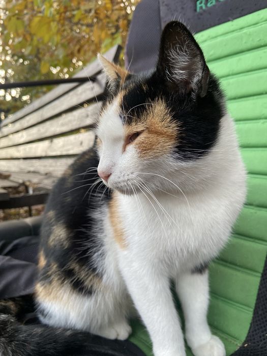 2-letnia kotka po sterylizacji do adopcji