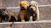 Rudy Samiec Shar Pei z rodowodem,  rodzice FCI z zagranicy