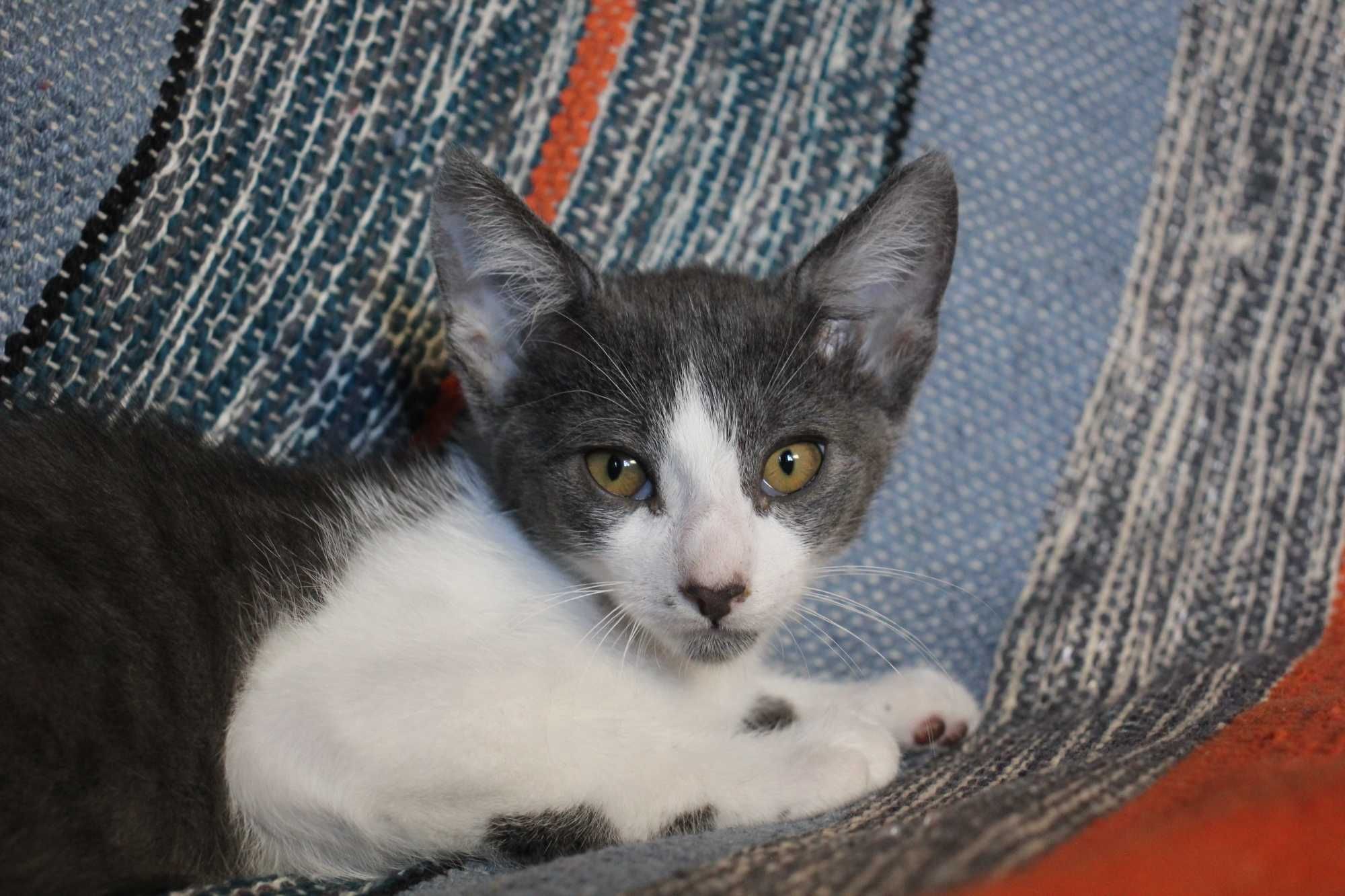 MACHO | Gatinho disponível para adoção responsável