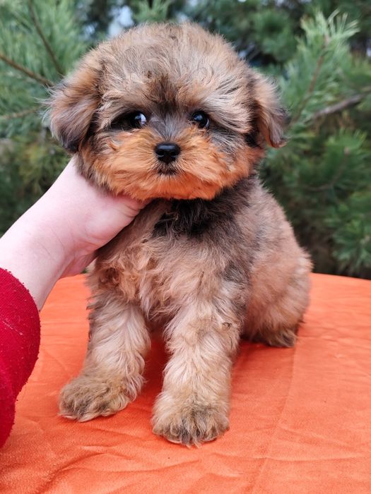 Ексклюзивна мальтіпу дівчинка