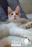 Kocurek Maine Coon z rodowodem FPL/FIFe