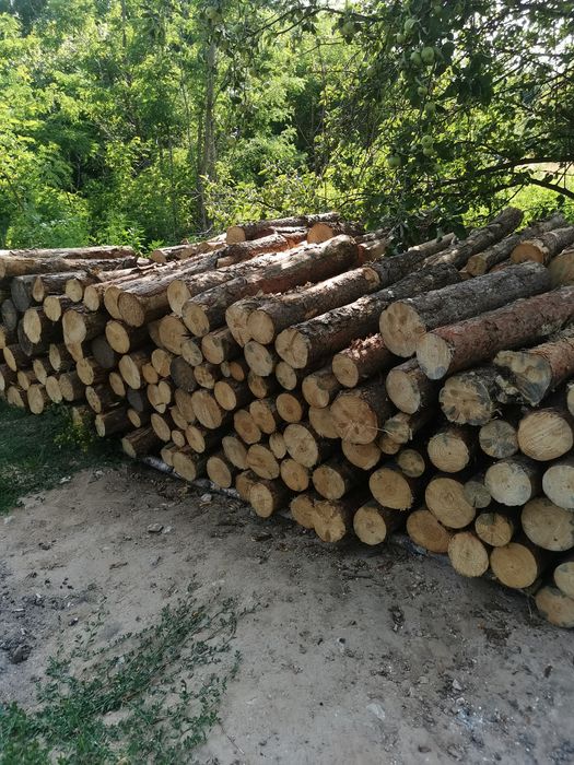 Drewno opałowe sosnowe oraz osikowe. .