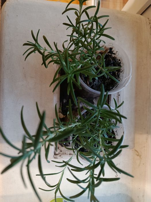 Розмарин якісні саджанці за три шт 100гривень