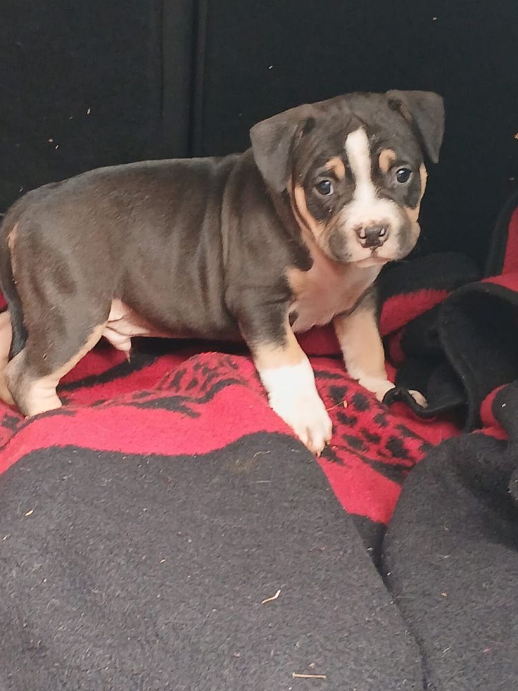 Amstaff śliczny piesek