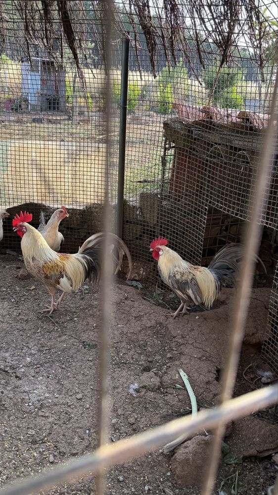 Galos  leghorn isabella