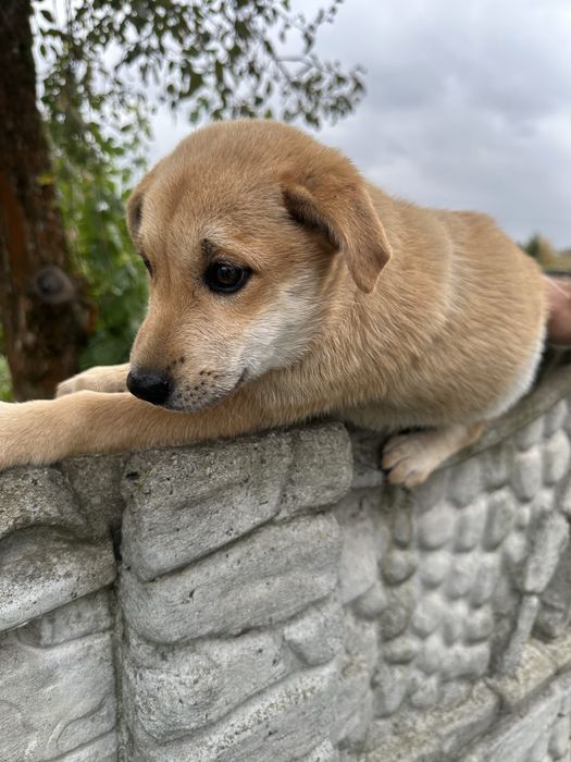 Віддам цуценят у добрі руки