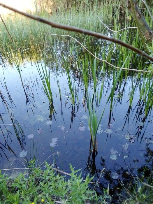 Rosliny do oczka wodnego