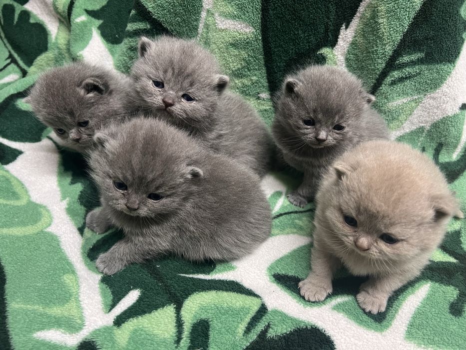 Kocurki brytyjskie krotkowlose