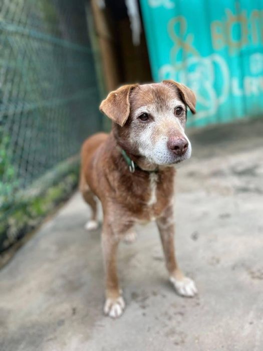 Senior muito meigo e limpo