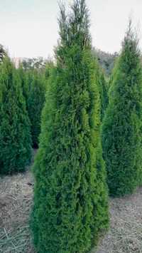 Tuja Szmaragd 220-250cm Rodzinna Szkółka Thuja Żywotnik Zachodni