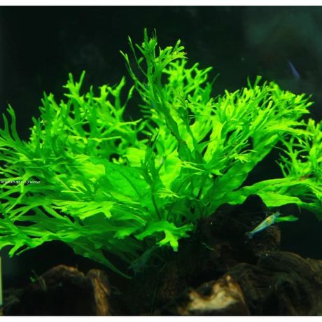 Microsorium Windelov roślina akwariowa