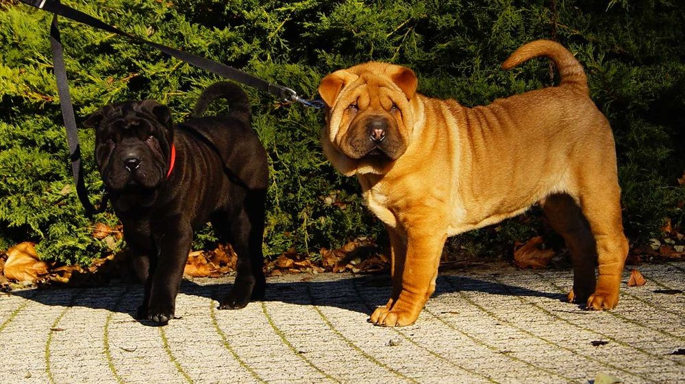 Eter rudy samiec Shar Pei z rodowodem,gotowy do odbioru,3 miesięczny