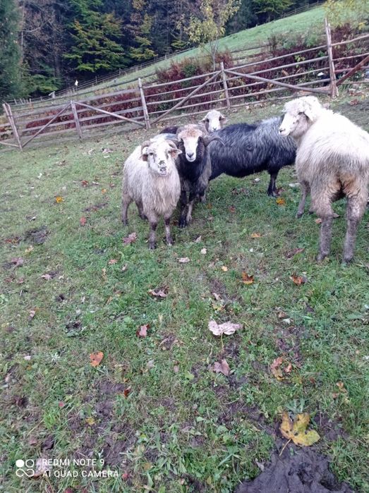 Sprzedam 2 barany