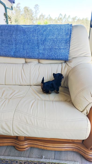 Yorkshire Terrier (macho)  miniatura disponível