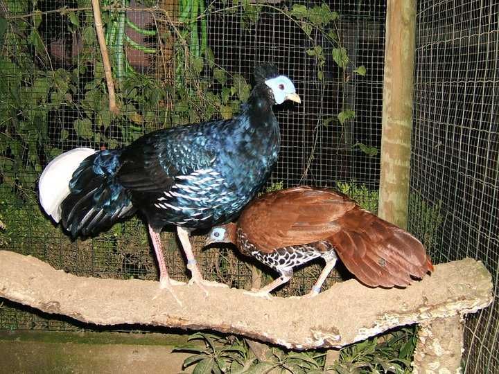 Casais de faisões Vieillots