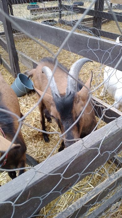 Кози Сімейна ферма розведення,утримання.