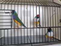 Diamantes gould com bom porte