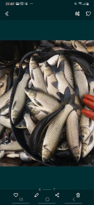 Ставковий зарибок різний