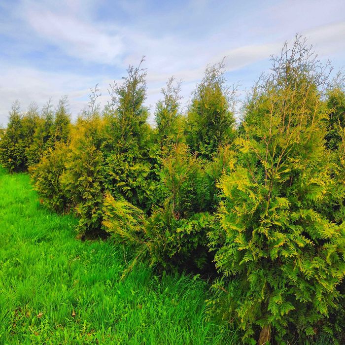 Jodła kaukaska - sezon nasadzeń - zapraszamy na plantację