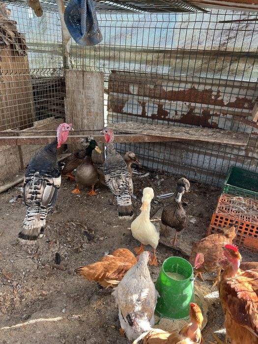 Vendo aves ormamentais