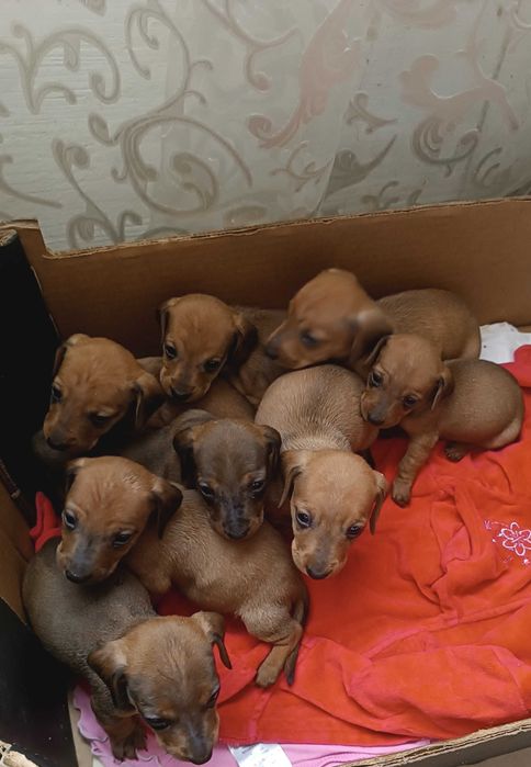 Продам цуценят такси