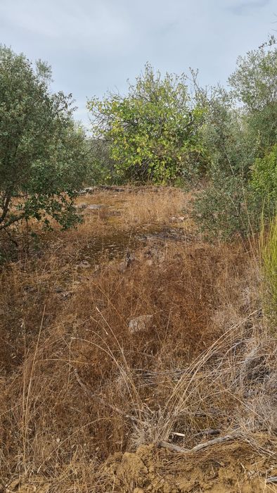Terreno em valhascos Sardoal