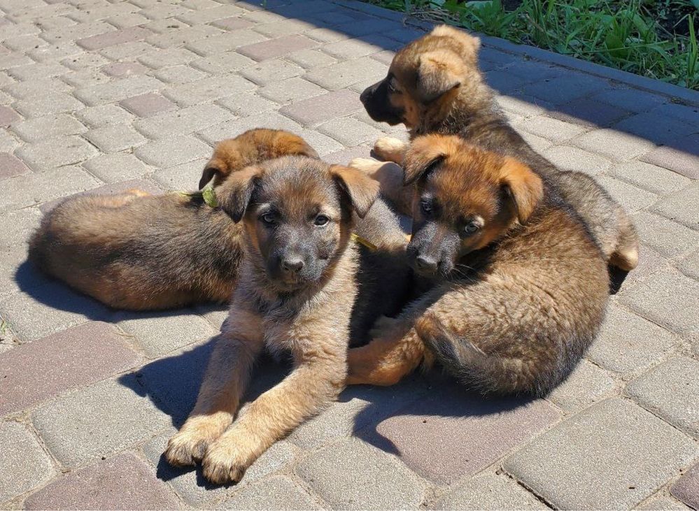 Продам цуценят Німецької вівчарки