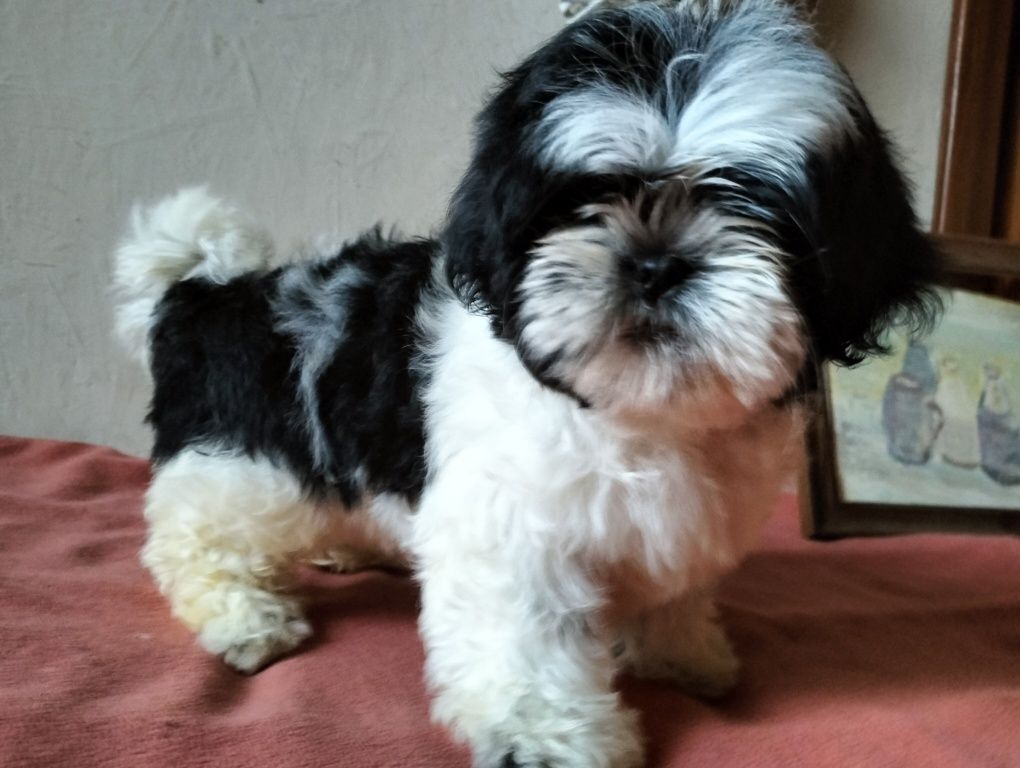 Cudowny piesek shih-tzu miniaturk