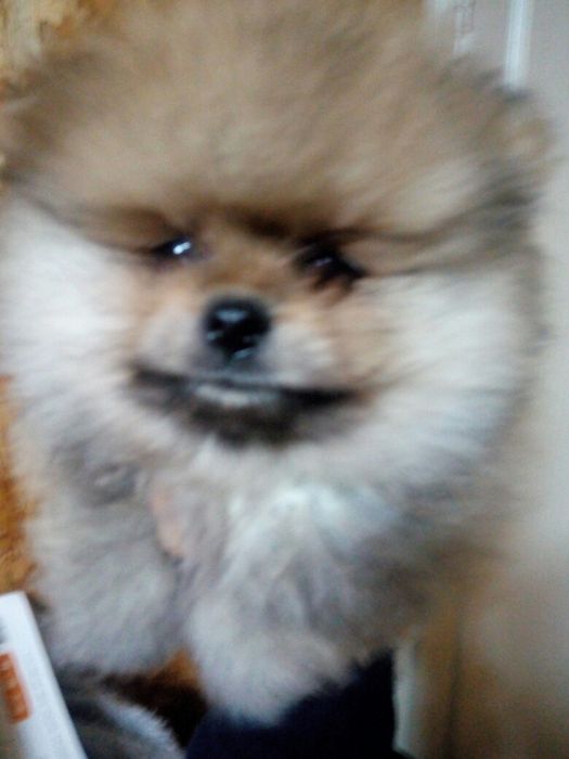 Щенки в тип мішка! До свят. Львів