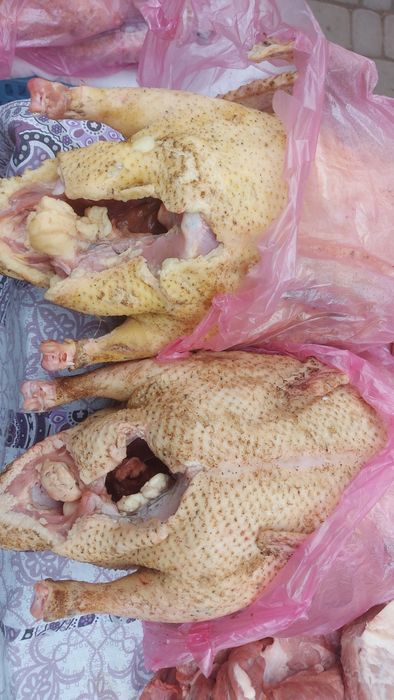 Продам качки  ,, шипуни"