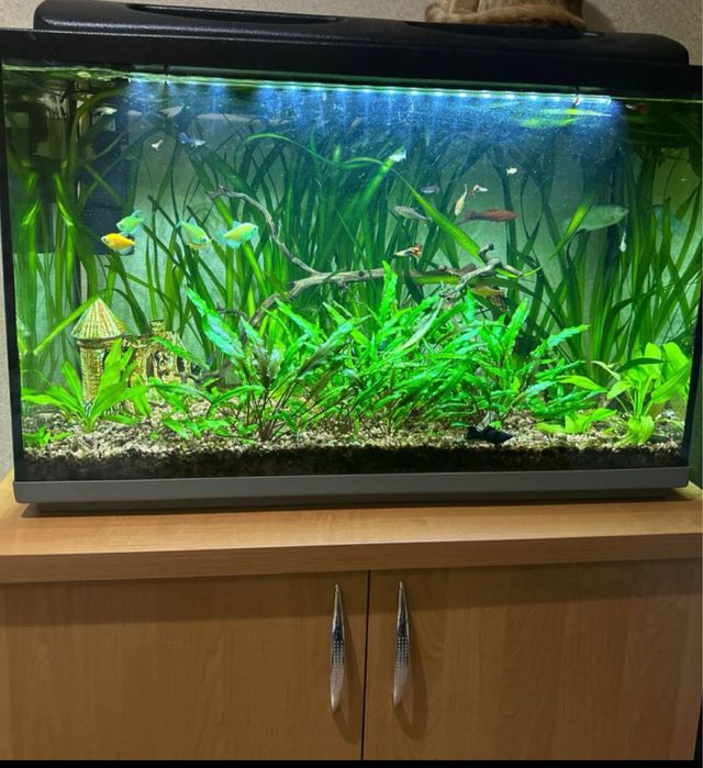 Акваріум з тумбою