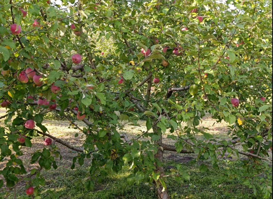 Продаж будинку єОселя  Яготин Разумовка 0,68 соток