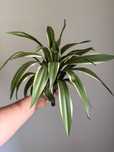 Dracena sztuczna - realistyczna dekoracja kwiat