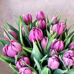 Tulipan piwioniwy foxtrot leco holenderska odmiana nagradzany