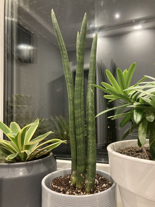 санса КАНАРИ триангулярис спатиф Домино фикус Эльдорадо Нина Цилиндра