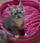 Kotka Maine Coon PZF