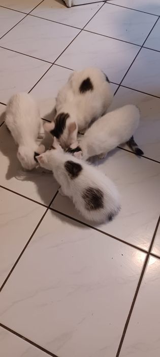 Małe kotki szukają kochającego opiekuna