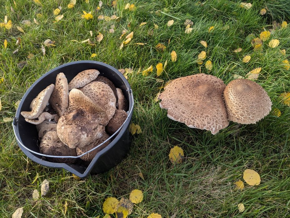 Czubajka kania kanie sowy sowa grzyby świeże