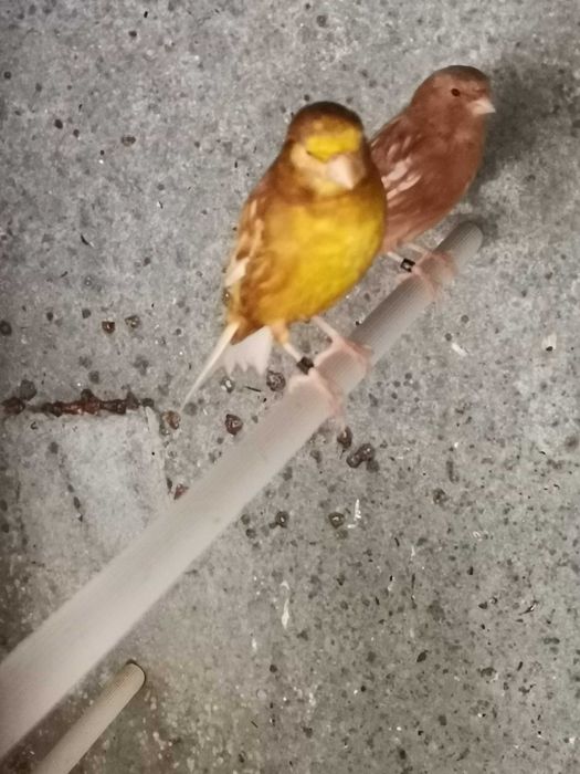 Canários Phaeo amarelo e branco