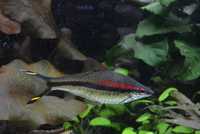 Brzanka Denisona - Puntius denisonii - Rybki akwariowe - dorosła 15cm