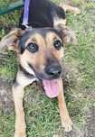 Kira piękna młoda sunia do adopcji
