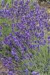 Lawenda 'Hidcote' Lavandula C1