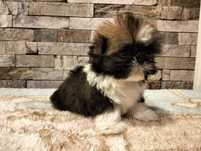 Cudowna suczka shih-tzu MINI