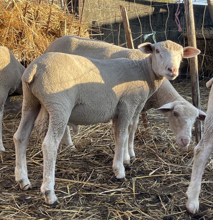 2 borregas 1 borrego île de france ( 5,6 meses )