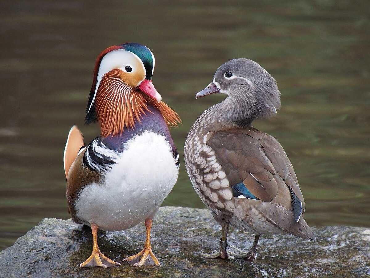 Vendo Patos Mandarim